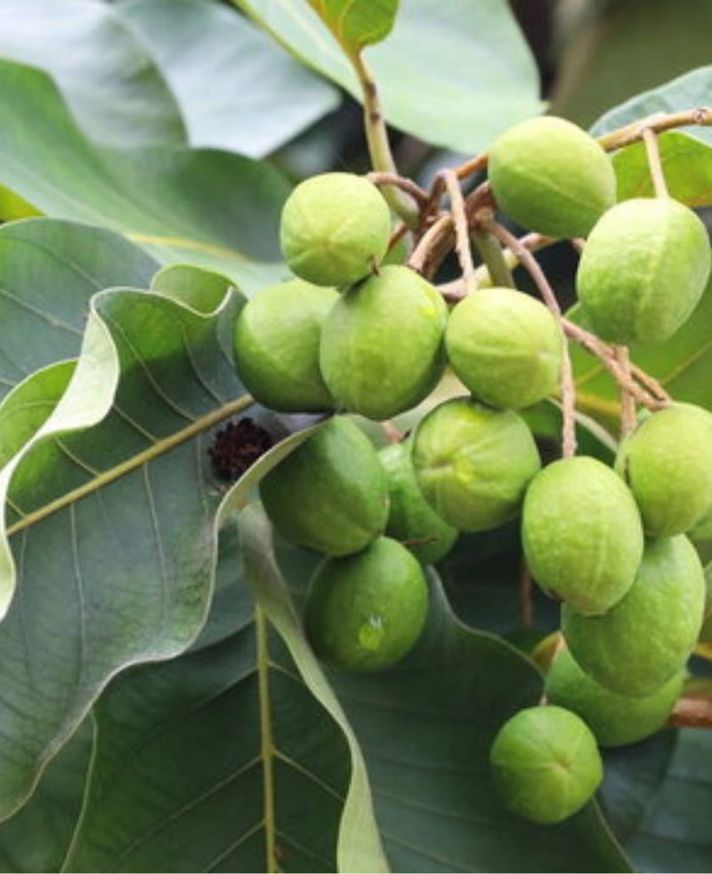 Amla
