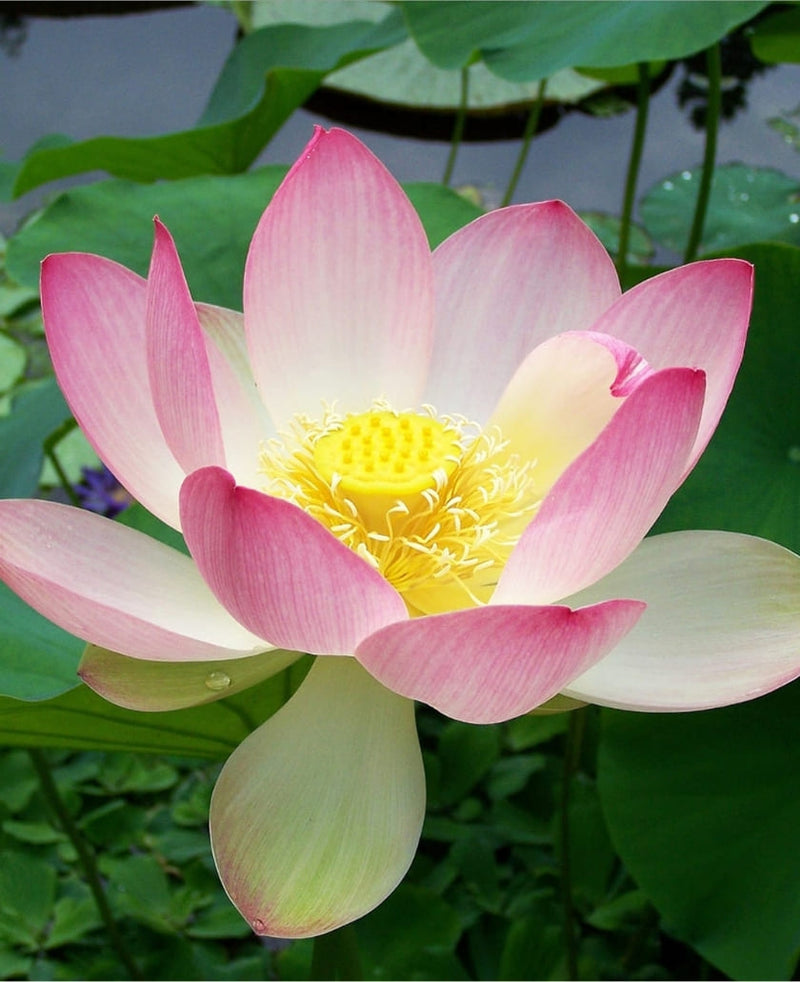 Lotus