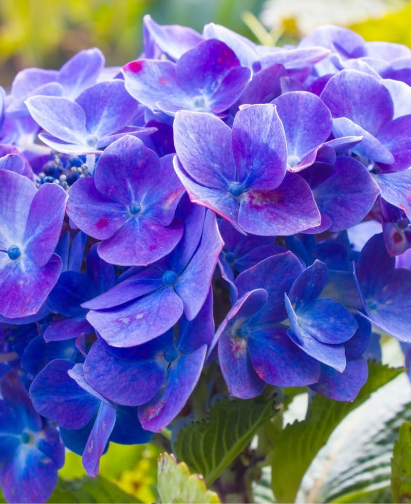 Indigo Leaves
