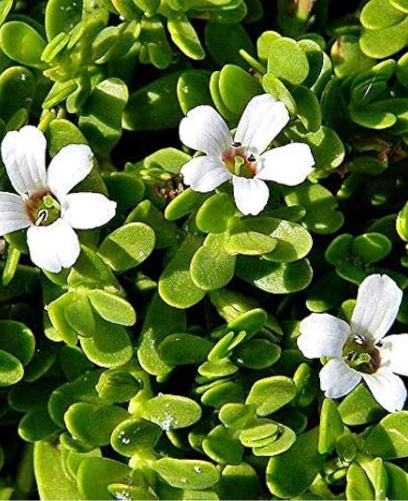 Brahmi