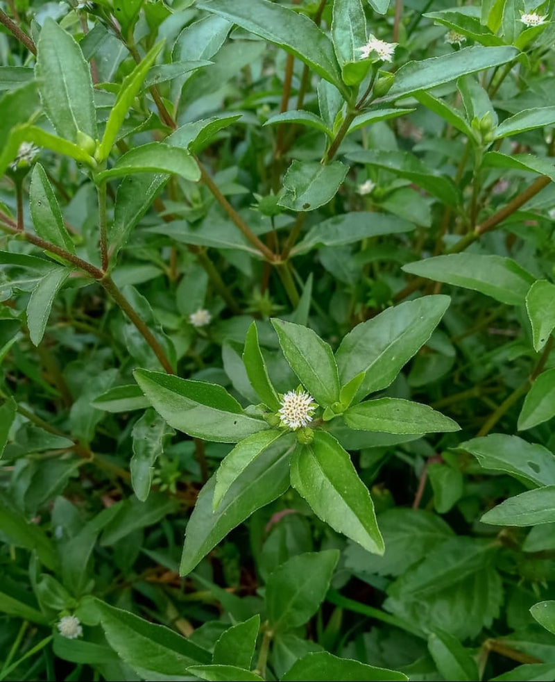 Bhringraj