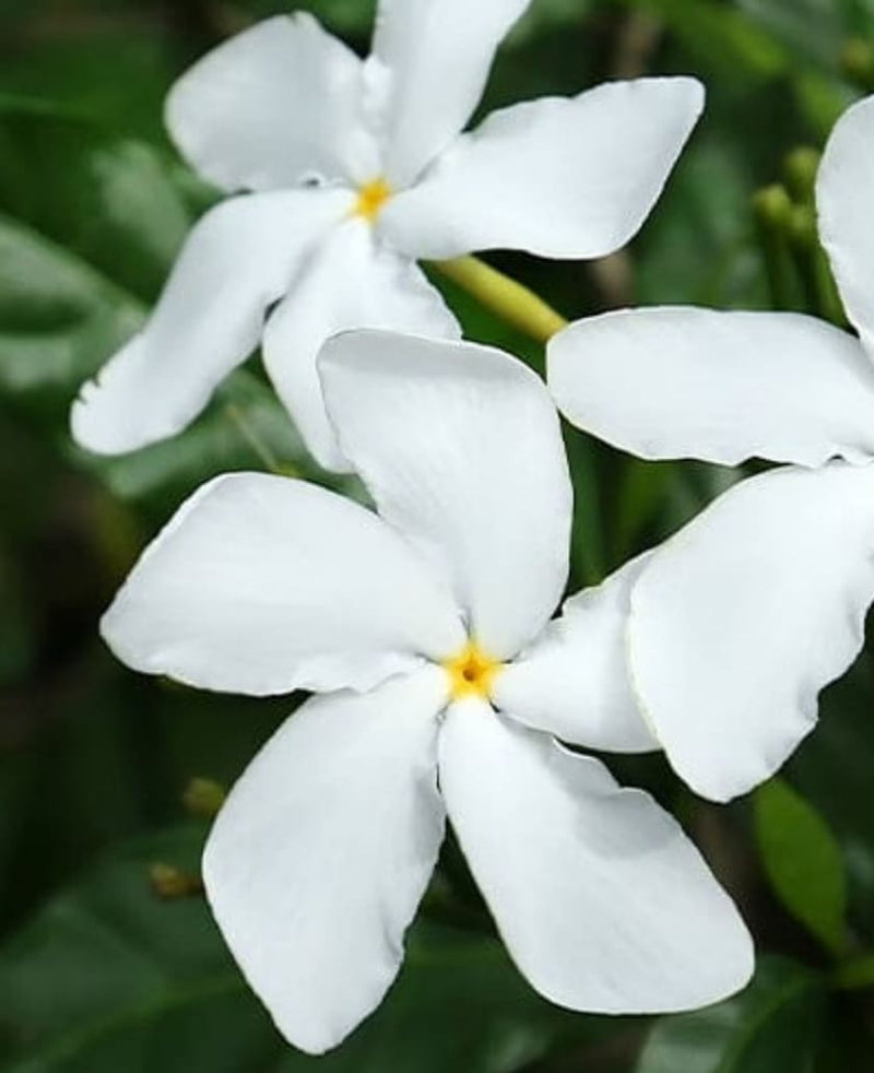 Jasmine Leaves